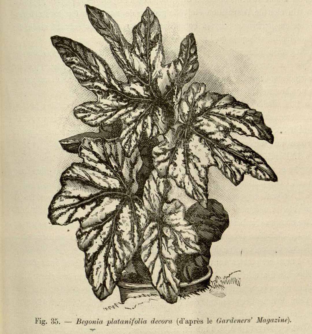B. ‘Platanifolia Decora’